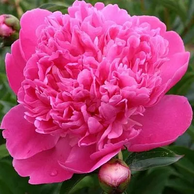 Пион ЭДУЛИС СУПЕРБА травянистый  Пион ЭДУЛИС СУПЕРБА травянистый в Саратове