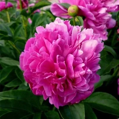 Пион ФЕЛИКС КРАУССЕ травянистый  Пион ФЕЛИКС КРАУССЕ травянистый в Саратове