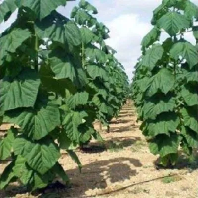 Павлония ПАО ТОГН Z07 в Саратове