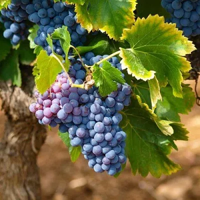 Виноград ЗИЛГА в Саратове