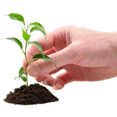 Саженцы в Саратове