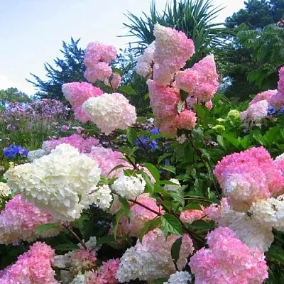 Гортензия ВАНИЛЛА ФРАЙЗ метельчатая  Гортензия ВАНИЛЛА ФРАЙЗ метельчатая в Саратове