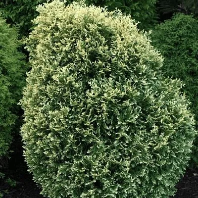 Туя ЛИТОМИШИЛ западная в Саратове