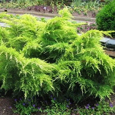 Можжевельник ГОЛД КОСТ средний в Саратове