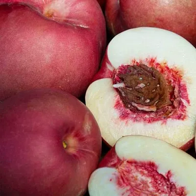 НЕКТАПЛЮМ  НЕКТАПЛЮМ в Саратове