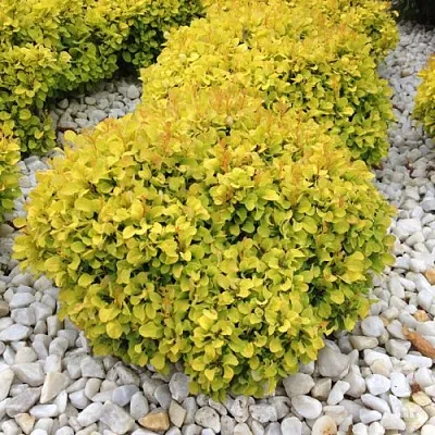 Барбарис БОНАНЗА ГОЛД тунберга  Барбарис БОНАНЗА ГОЛД тунберга в Саратове