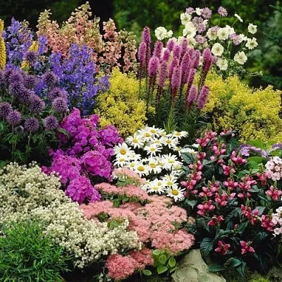 Многолетние растения в Саратове