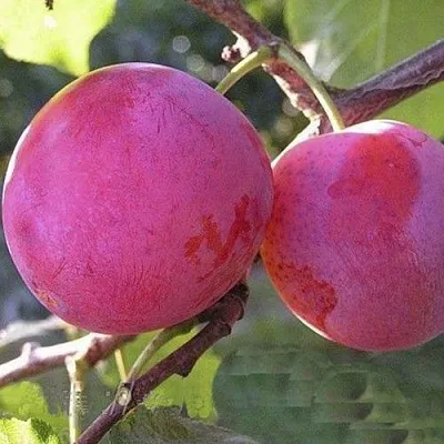 Слива ДЕЛИКАТНАЯ  Слива ДЕЛИКАТНАЯ в Саратове