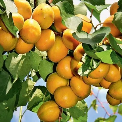 Абрикос БРЯНСКИЙ РАННИЙ  Абрикос БРЯНСКИЙ РАННИЙ в Саратове