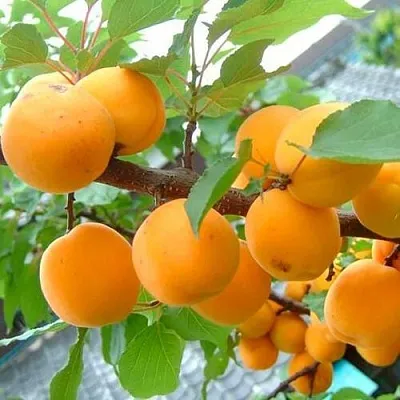 Абрикос ОРИГИНАЛ  Абрикос ОРИГИНАЛ в Саратове