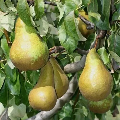 Груша САПФИРА колонновидная  Груша САПФИРА колонновидная в Саратове