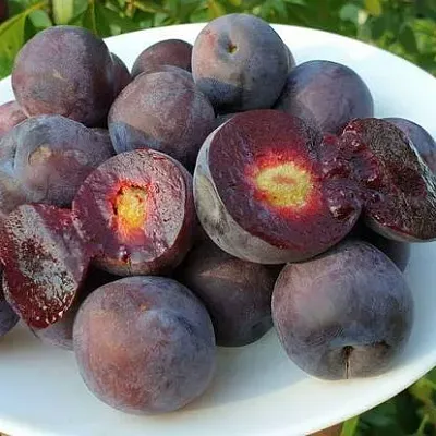 Сливово-вишневый гибрид МЕЙНОР в Саратове