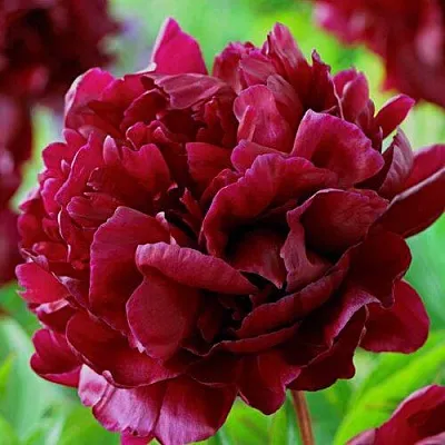 Пион АРМАНИ травянистый  Пион АРМАНИ травянистый в Саратове