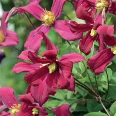 Клематис СТРОУБЕРРИ ФИЛДС  Клематис СТРОУБЕРРИ ФИЛДС в Саратове