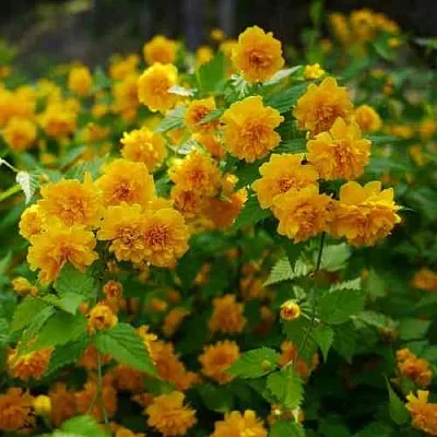 Керрия японская ПЛЕНИФЛОРА  Керрия японская ПЛЕНИФЛОРА в Саратове