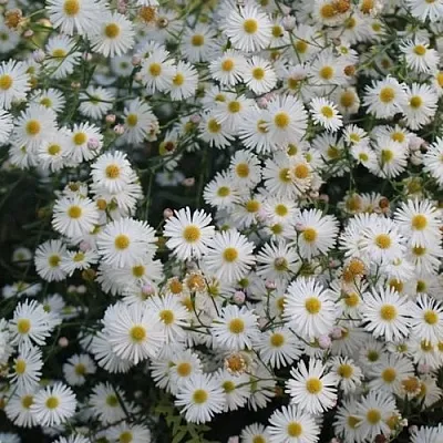 Болтония СНОУБЭНК  Болтония СНОУБЭНК в Саратове