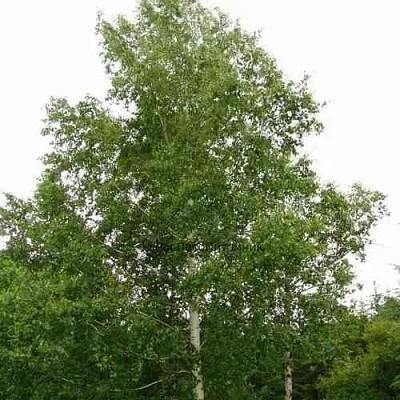 Береза бородавчатая  Береза бородавчатая в Саратове