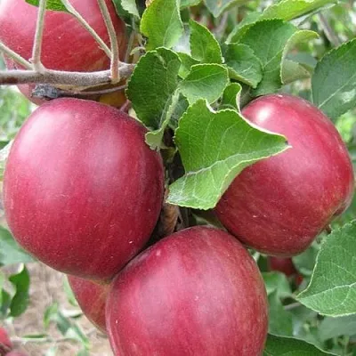 Яблоня МОСКОВСКОЕ ОЖЕРЕЛЬЕ колонновидная  Яблони Московское Ожерелье колонновидная в Саратове