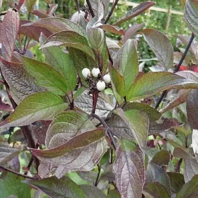 Дерен КЕССЕЛЬРИНГИ  Дерен КЕССЕЛЬРИНГИ в Саратове