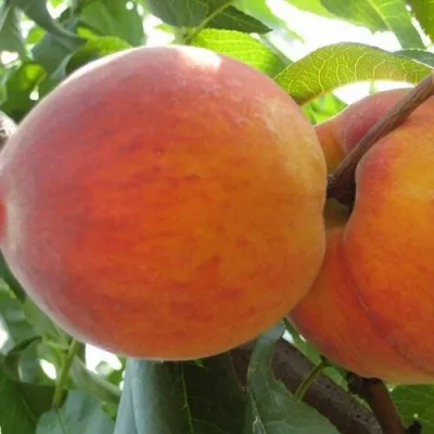 Персик СОЧНЫЙ в Саратове