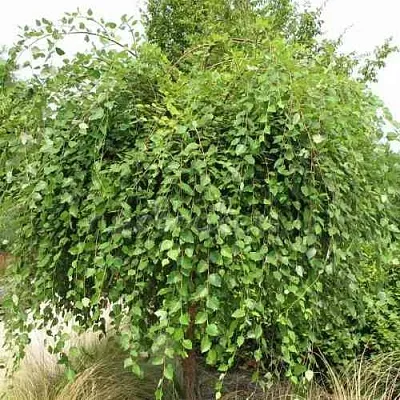 Береза САММЕР КАСКАД черная  Береза САММЕР КАСКАД черная в Саратове