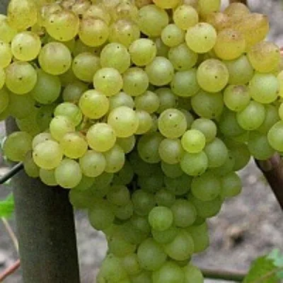 Виноград КИШМИШ 342 в Саратове