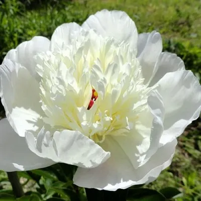 Пион ИММАКУЛИ травянистый  Пион ИММАКУЛИ травянистый в Саратове