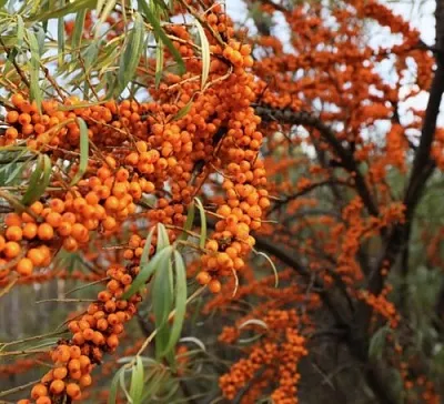Облепиха СЕРАФИМА в Саратове