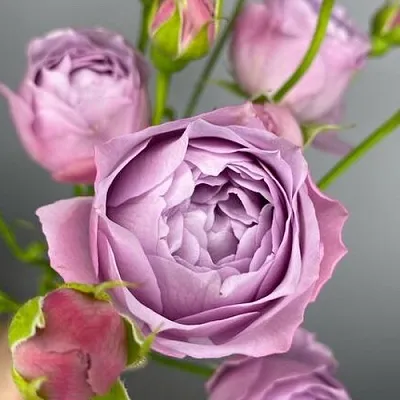 Саженцы роз ЛАВЕНДЕР БАБЛС спрей  Саженцы роз ЛАВЕНДЕР БАБЛС спрей в Саратове