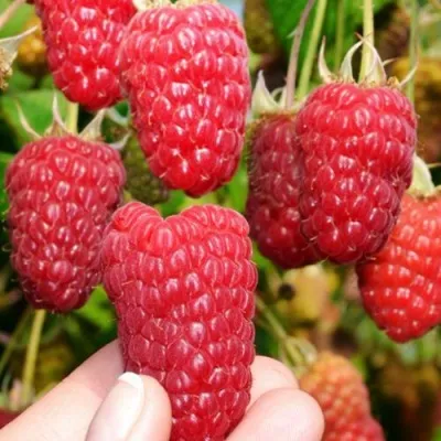 Малина МОСКОВСКИЙ ВЕЛИКАН в Саратове