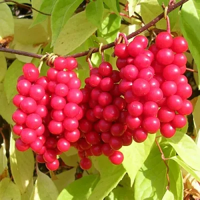 Лимонник в Саратове