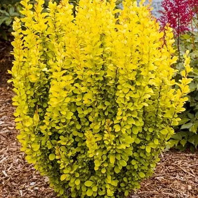 Барбарис ГОЛДЕН ТОРЧ тунберга  Барбарис ГОЛДЕН ТОРЧ тунберга в Саратове