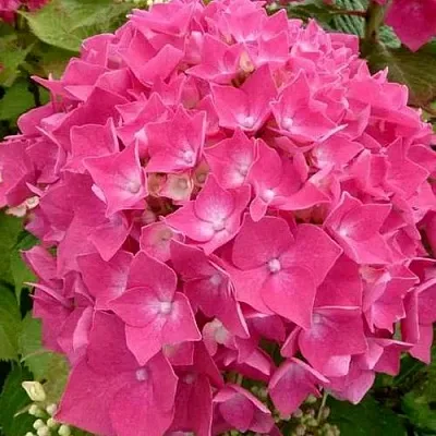 Гортензия ЛЕЙХФЕЙЕР крупнолистная  Гортензия ЛЕЙХФЕЙЕР крупнолистная в Саратове