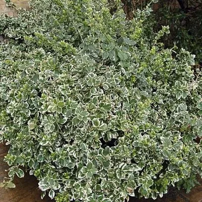 Бересклет ЭМЕРАЛЬД ГАИТИ форчуна  Бересклет ЭМЕРАЛЬД ГАИТИ форчуна в Саратове