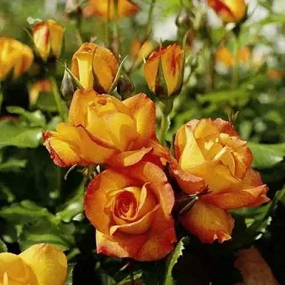 Саженцы роз САХАРА плетистая  Саженцы роз САХАРА плетистая в Саратове