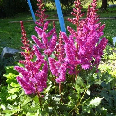 Астильба ЭЛИЗАБЕТ ВАН ВИН японская  Астильба ЭЛИЗАБЕТ ВАН ВИН японская в Саратове