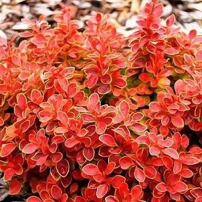 Барбарис КОРАЛ тунберга  Барбарис КОРАЛ тунберга в Саратове