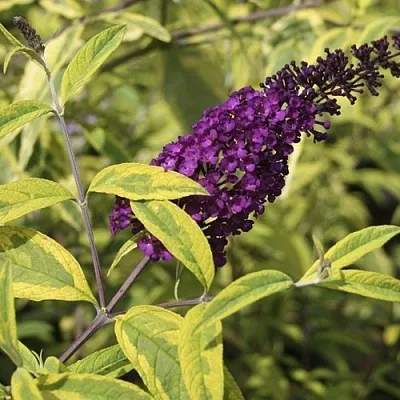 Буддлея давида САНТАНА   Буддлея давида САНТАНА  в Саратове