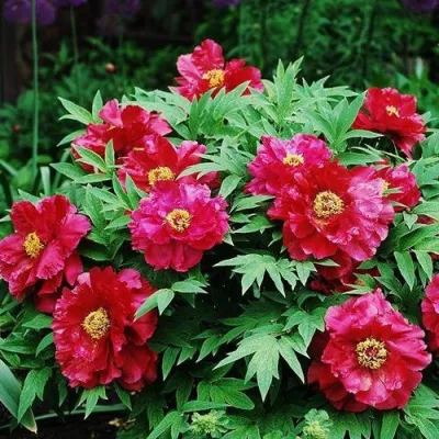 Пион КРАСНЫЙ ЛОТОС древовидный в Саратове