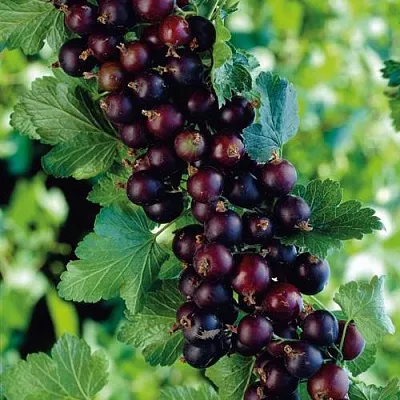 Йошта в Саратове