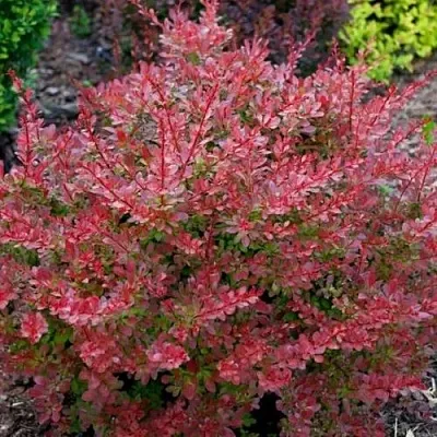 Барбарис ГОЛДЕН РИНГ тунберга  Барбарис ГОЛДЕН РИНГ тунберга в Саратове