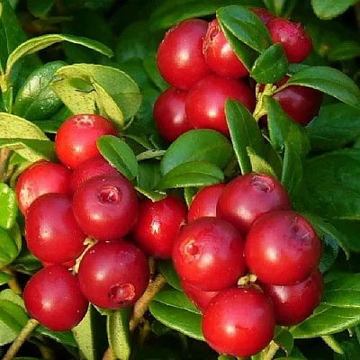 Клюква в Саратове