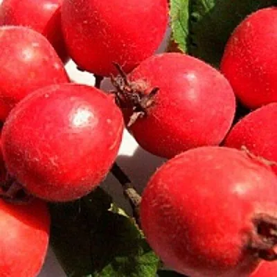 Боярышник КРУПНОПЛОДНЫЙ в Саратове