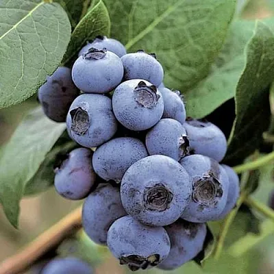 Голубика ПАТРИОТ  Голубика ПАТРИОТ в Саратове