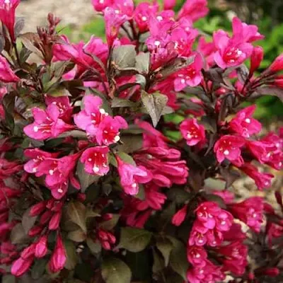 Вейгела БЛЭК РУБИ в Саратове