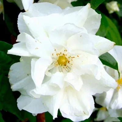 Жасмин РОЗАЦЕ  Жасмин РОЗАЦЕ в Саратове