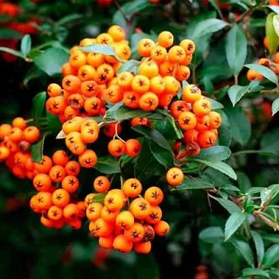 Пираканта ОРАНЖ ГЛОУ  Пираканта ОРАНЖ ГЛОУ в Саратове