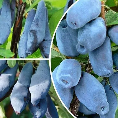 Комплект СИЯНИЕ ГЛАЗ в Саратове