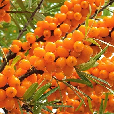 Облепиха в Саратове