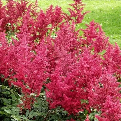 Астильба СКАЙСКРЕЙПЕР китайская  Астильба СКАЙСКРЕЙПЕР китайская в Саратове